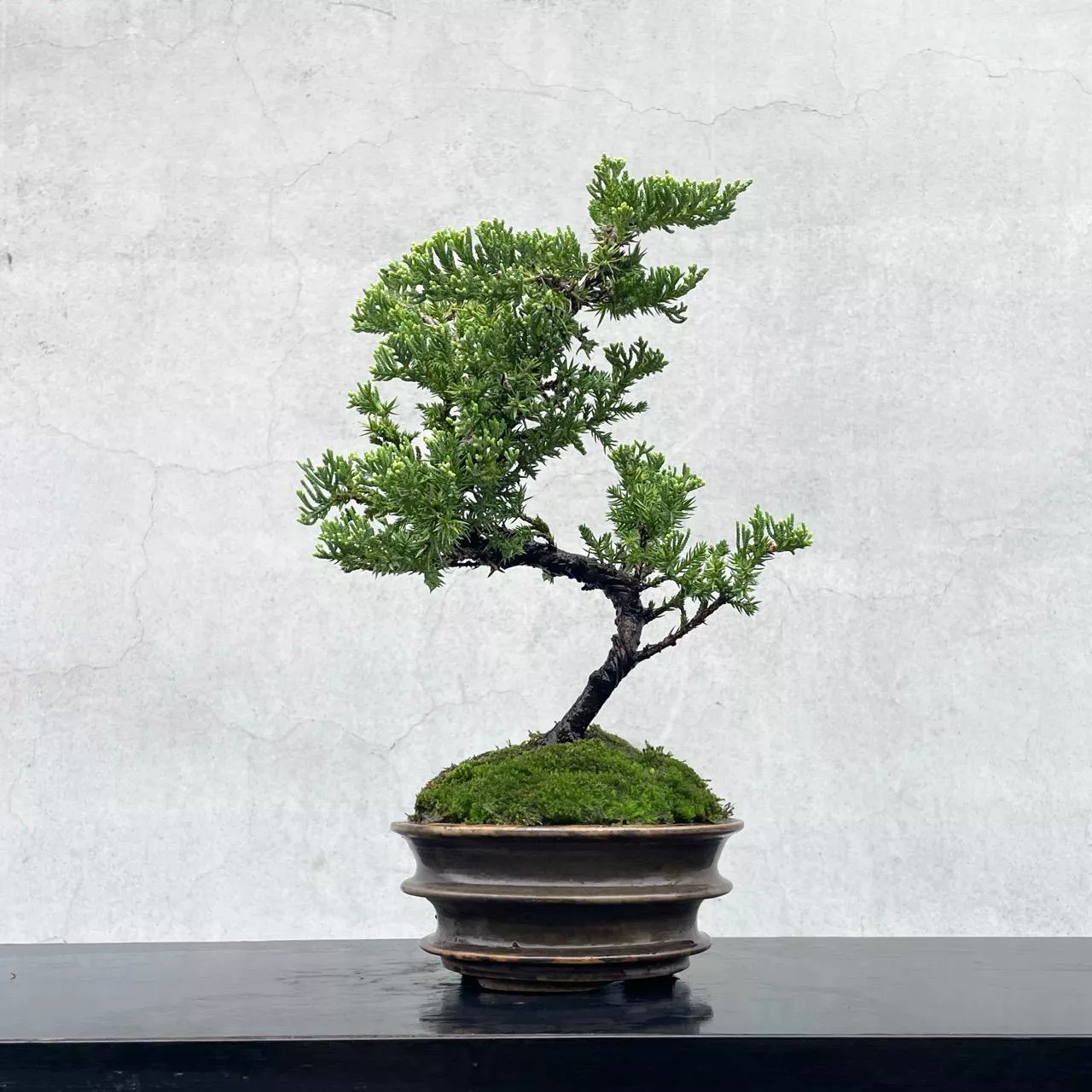 《野趣小品盆栽》珍珠柏241· 送禮．松柏盆栽．盆景