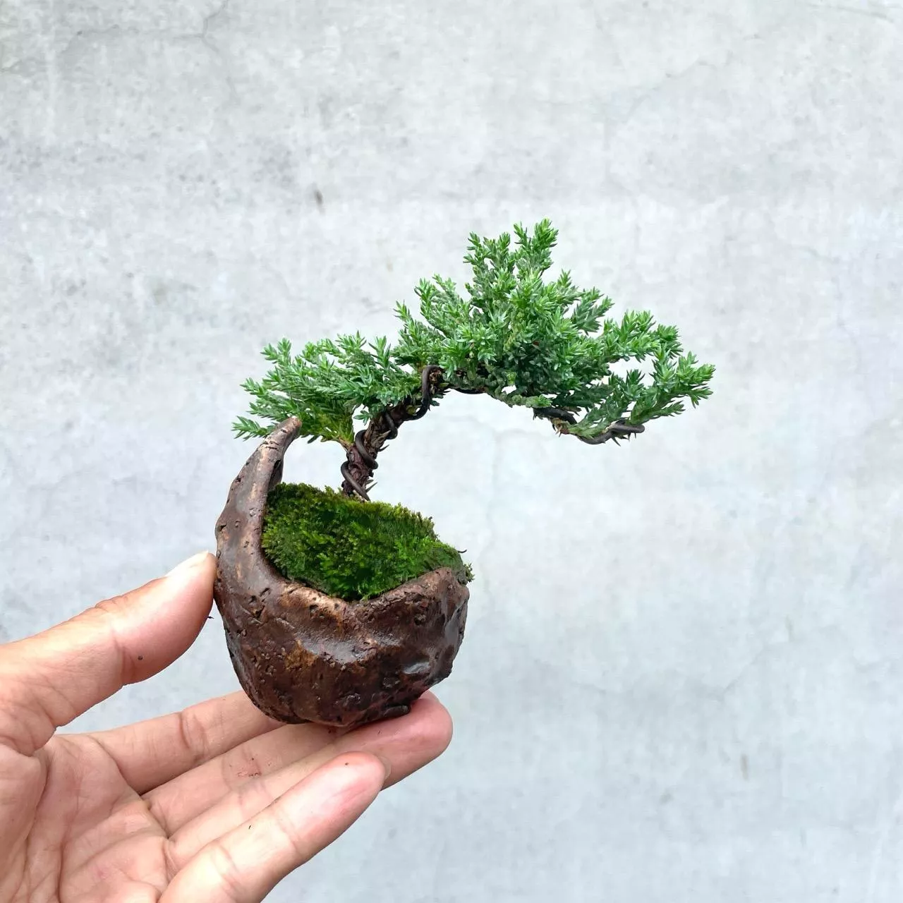 《野趣小品盆栽》珍珠柏244· 送禮．松柏盆栽．盆景