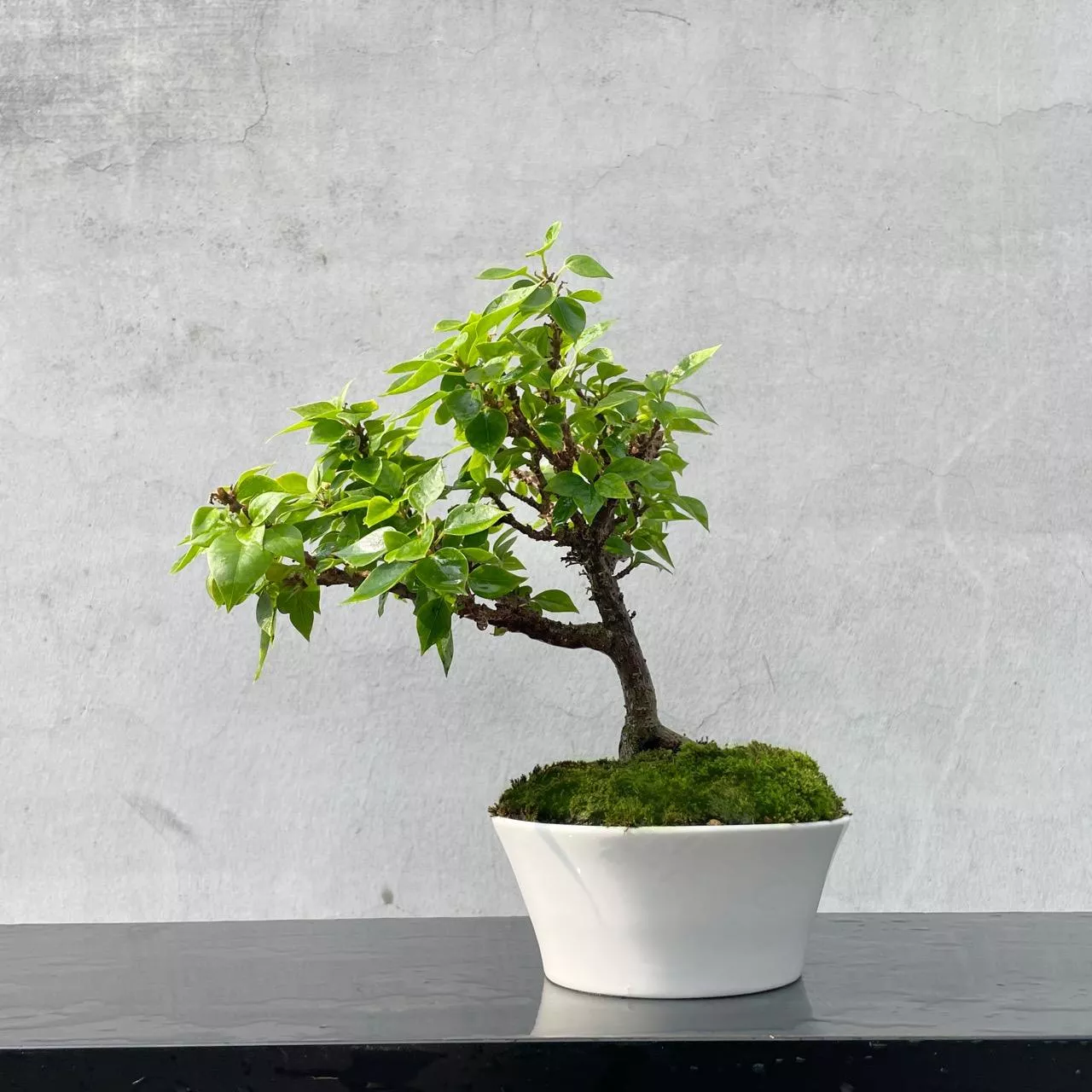 《野趣小品盆栽》八房九重葛