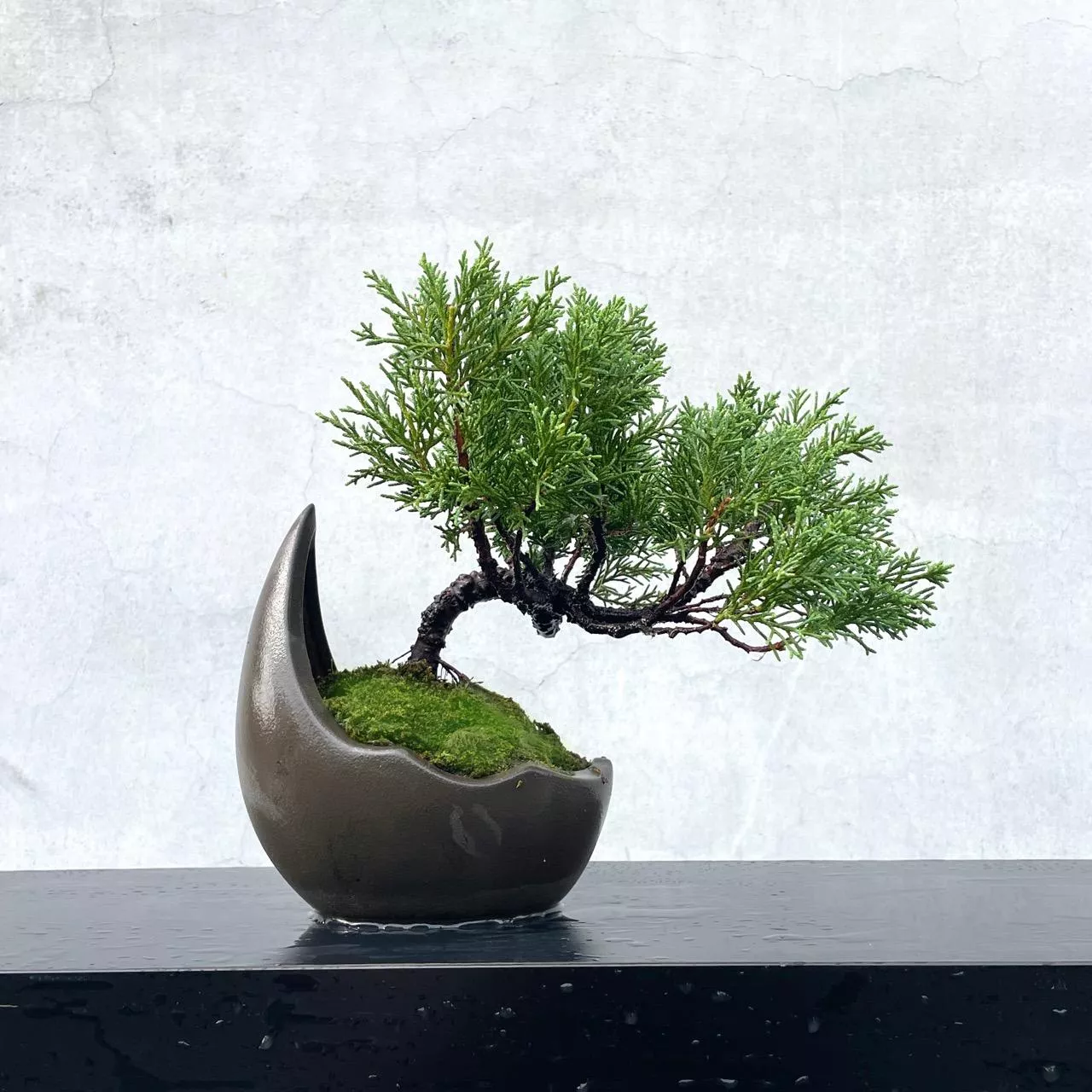 《野趣小品盆栽》紀州真柏59．松柏盆栽．送禮