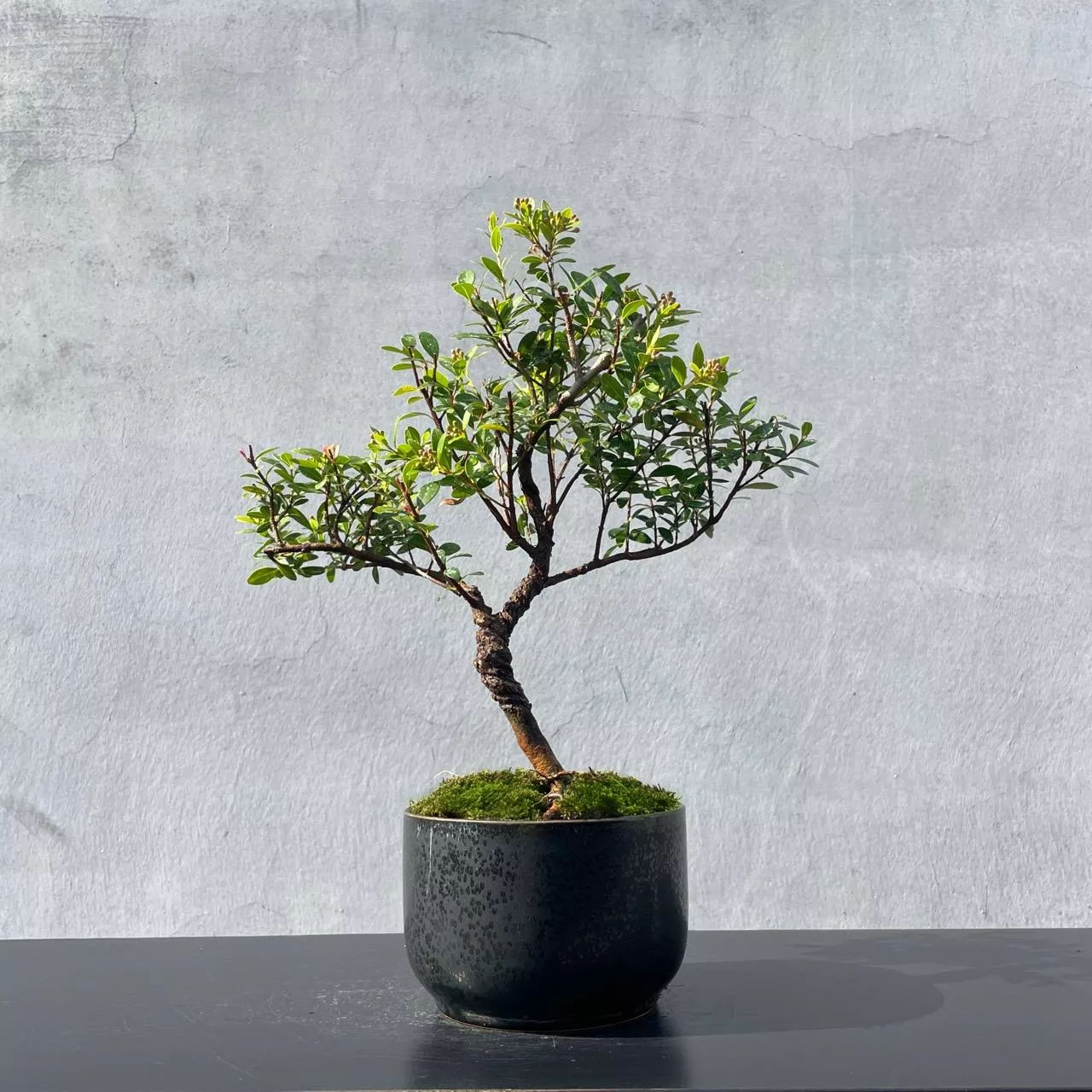 《野趣小品盆栽》小葉赤楠（扭轉）