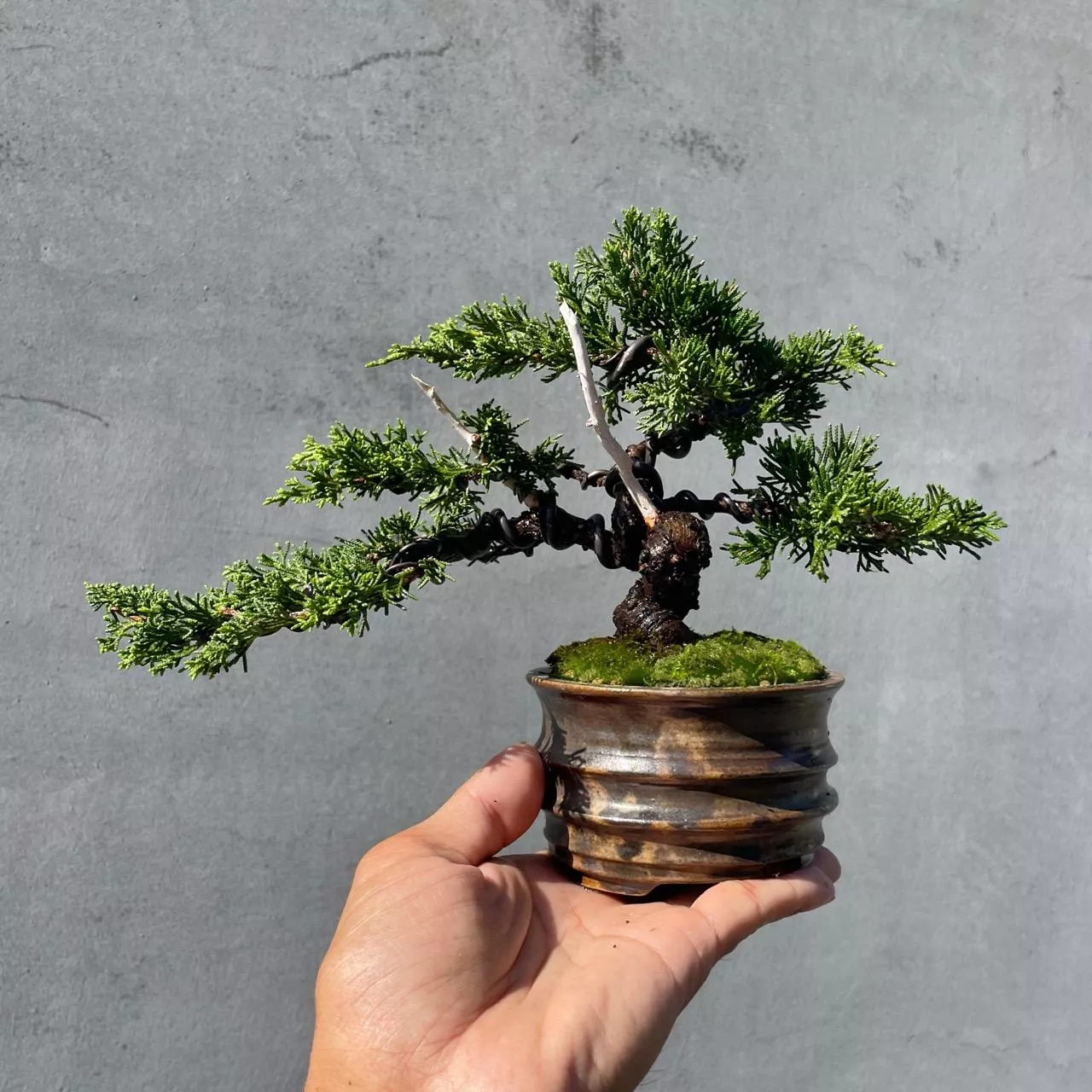 《野趣小品盆栽》宮阪系魚川真柏150．日本🇯🇵真柏