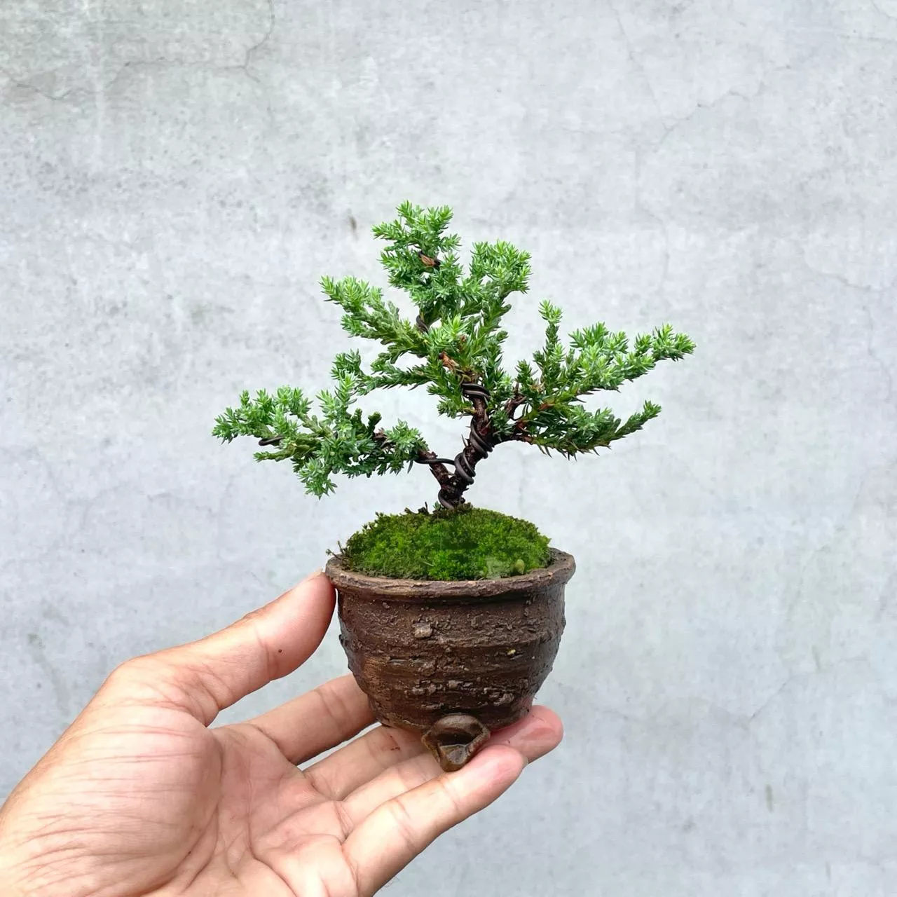 《野趣小品盆栽》珍珠柏245·松柏盆栽．盆景．送禮