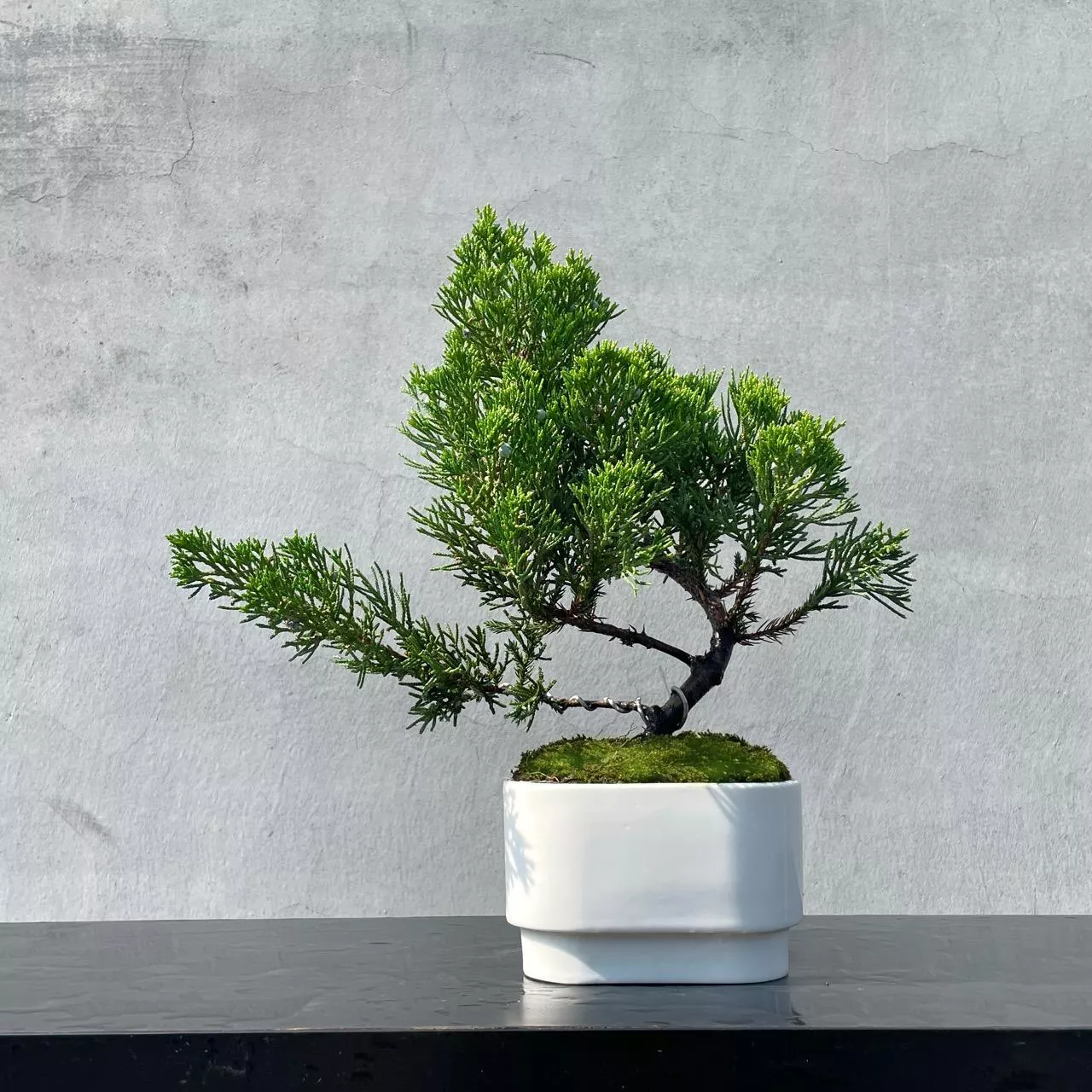 《野趣小品盆栽》台灣真柏73．送禮．松柏盆栽．盆景
