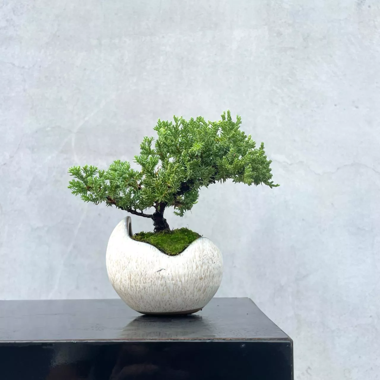 真柏野趣小品盆栽