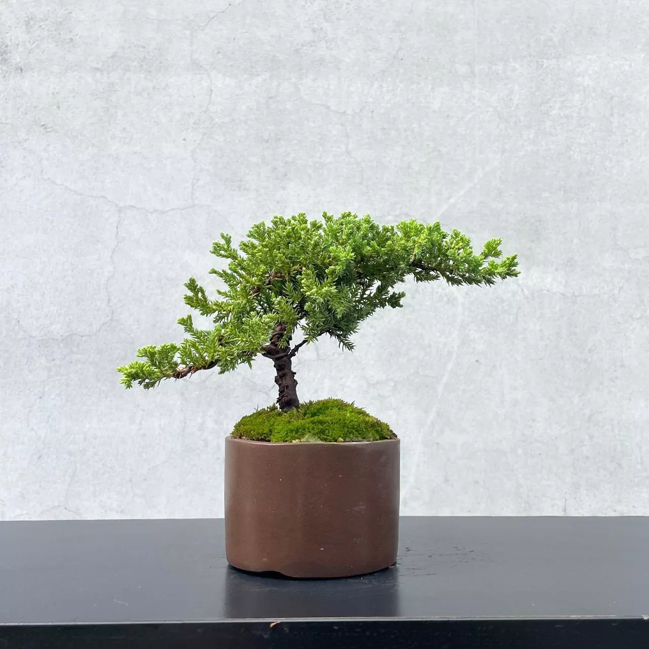 真柏野趣小品盆栽