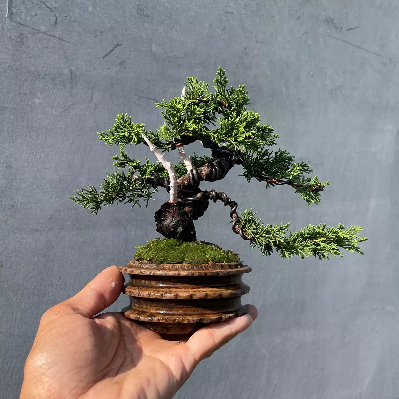真柏野趣小品盆栽