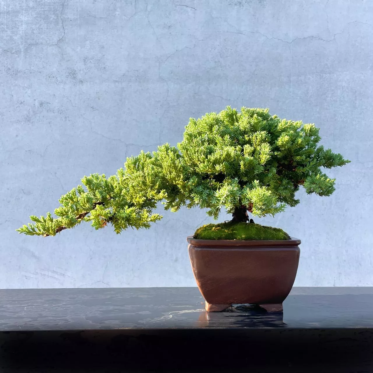 真柏野趣小品盆栽