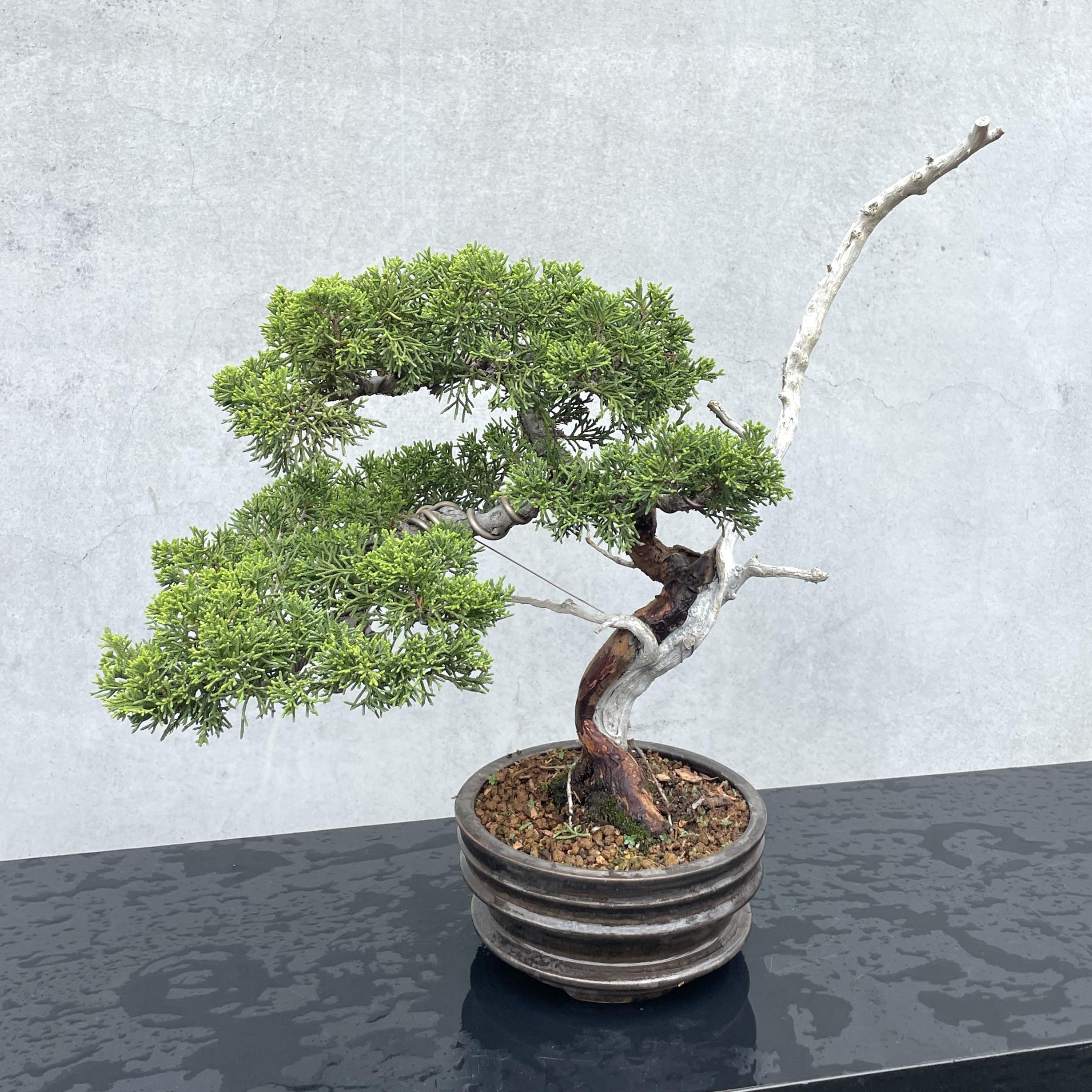 野趣小品盆栽》宮阪系魚川真柏79（精品文人樹形） 野趣小品盆栽