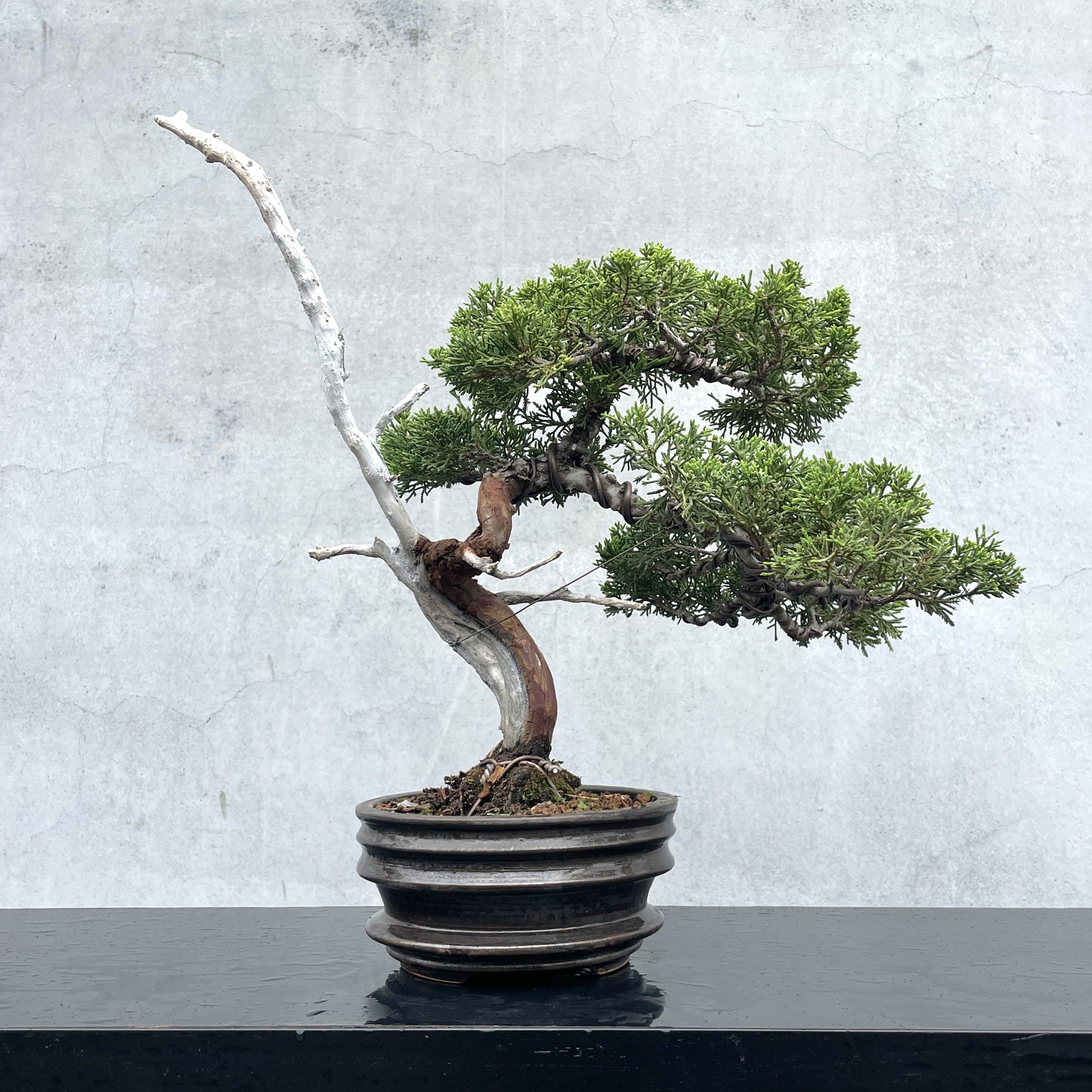 野趣小品盆栽》宮阪系魚川真柏79（精品文人樹形） 野趣小品盆栽