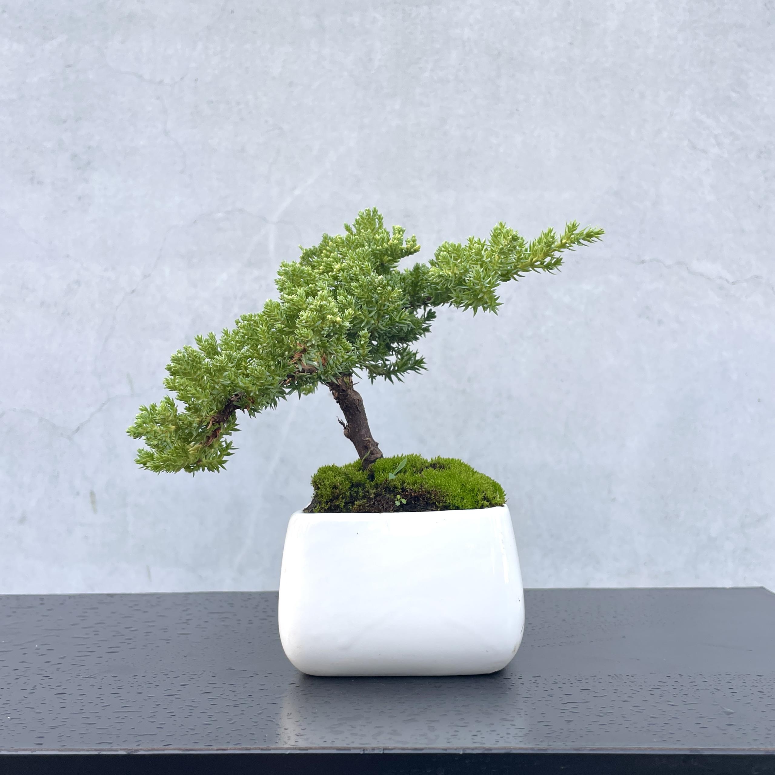 真柏野趣小品盆栽