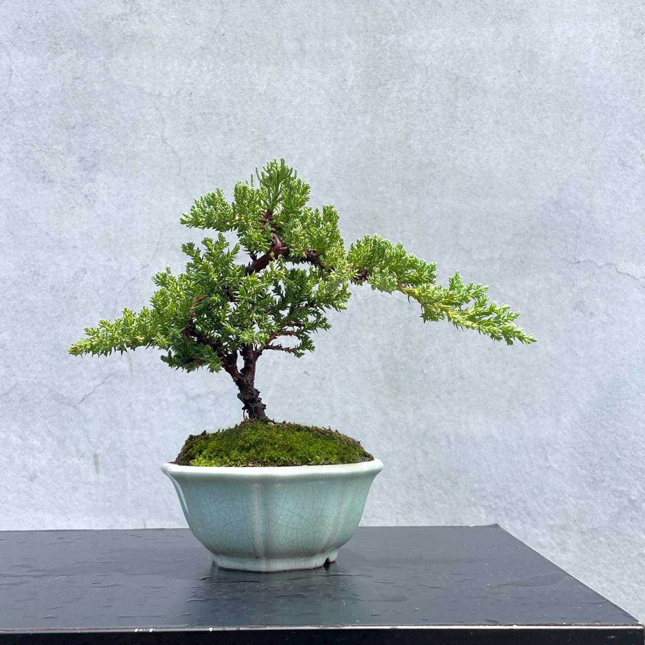 真柏野趣小品盆栽