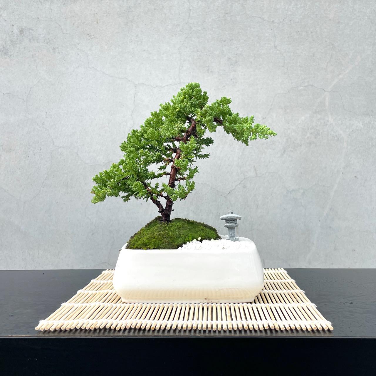 真柏野趣小品盆栽