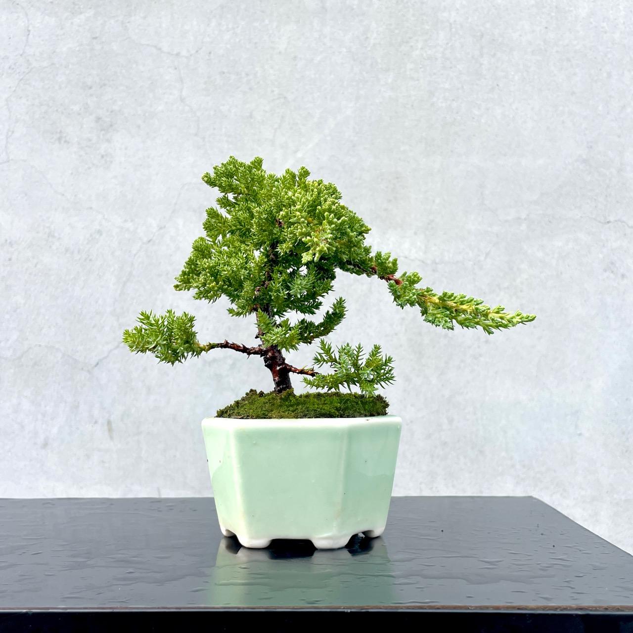 真柏野趣小品盆栽