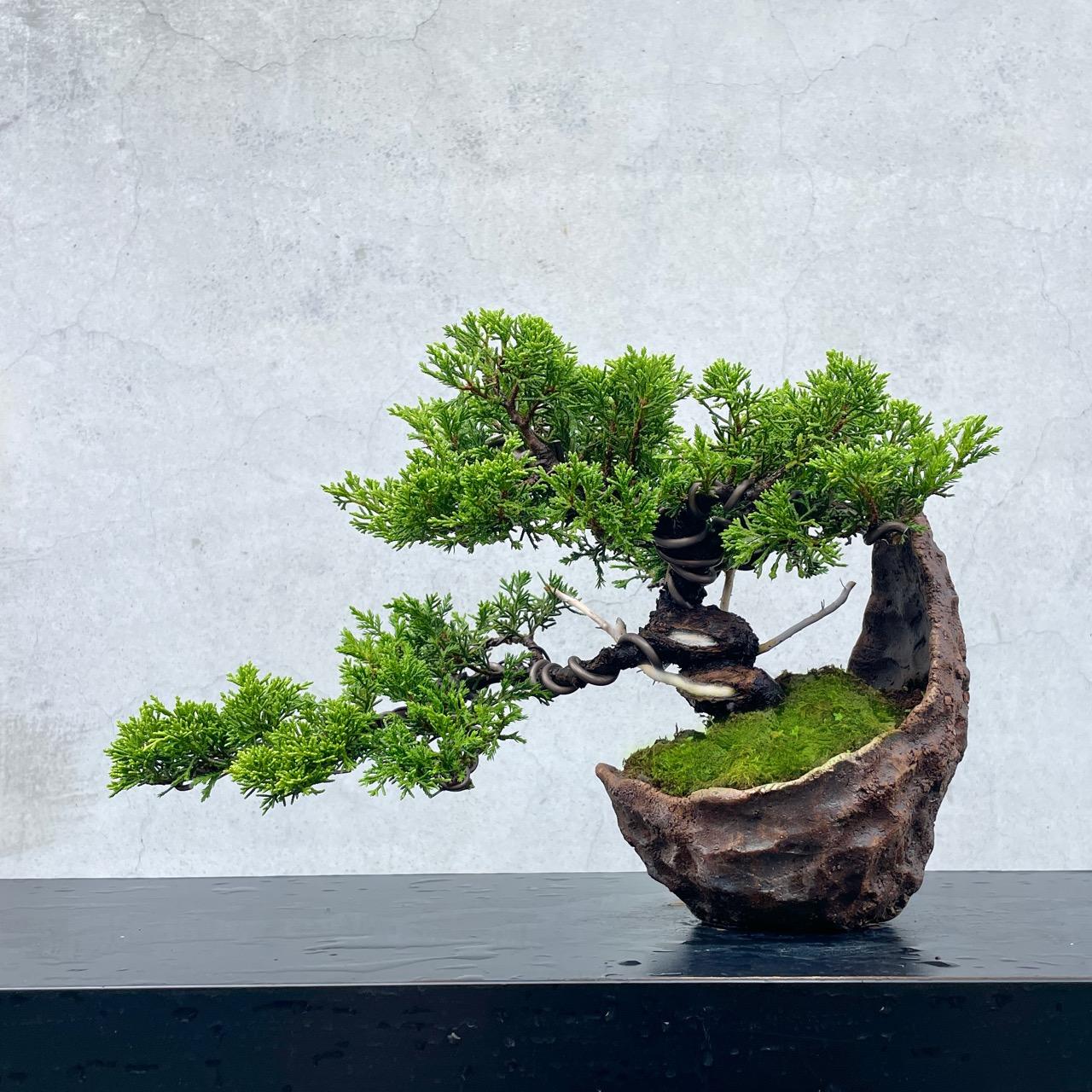 真柏野趣小品盆栽