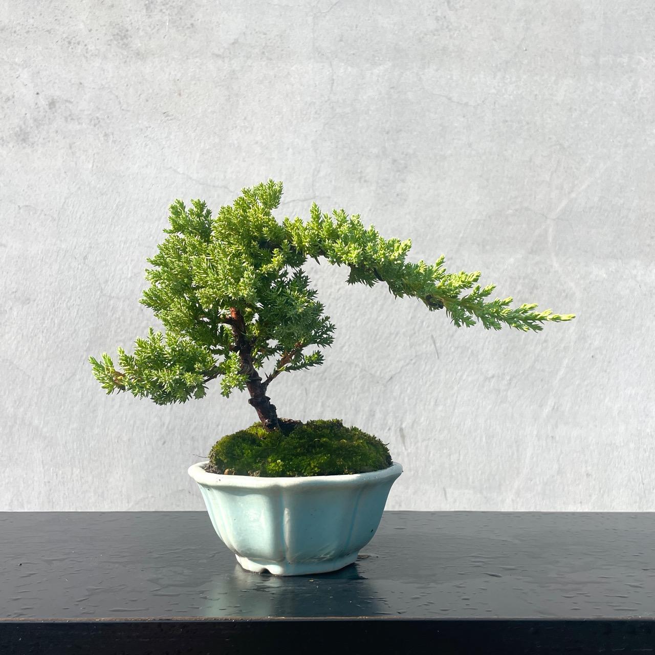 真柏野趣小品盆栽