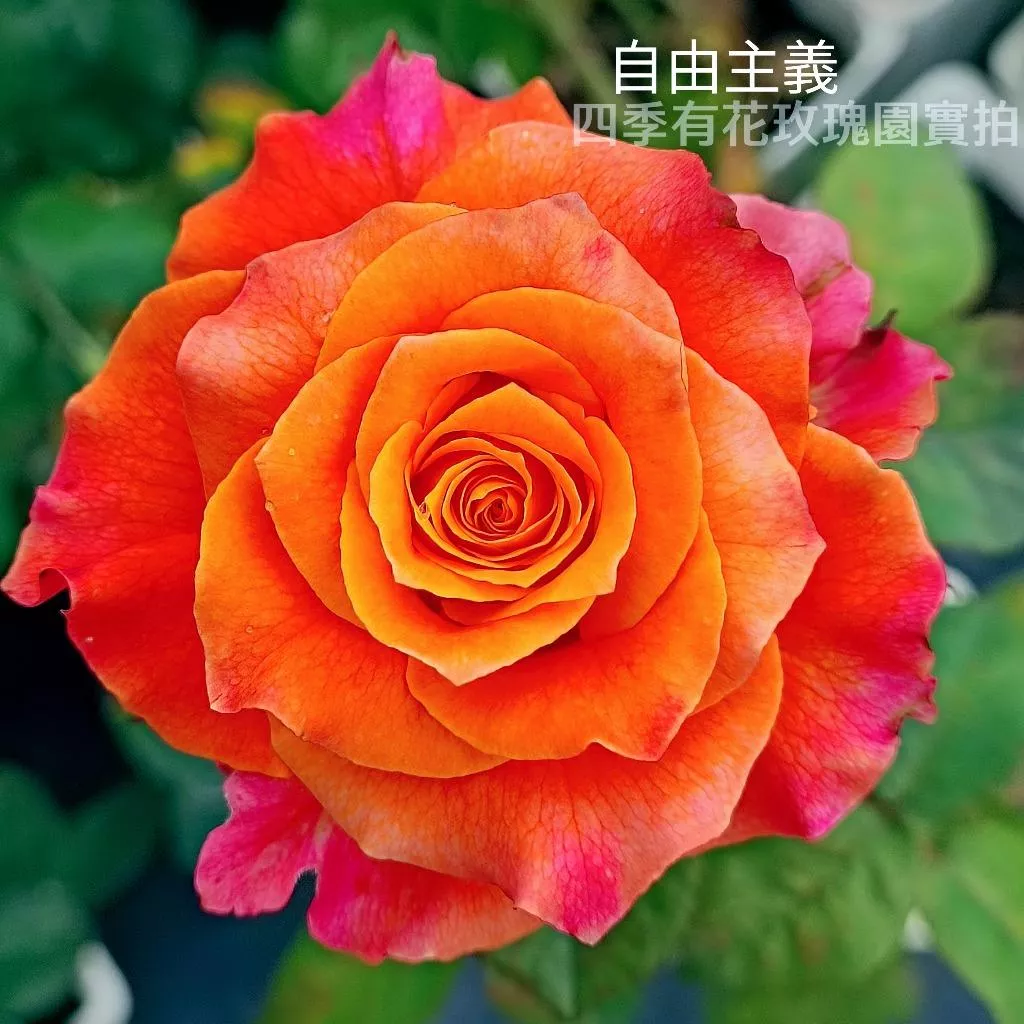 自由主義 Free Spirit 自由精靈 瓶插切花 熱烈雙色《四季有花玫瑰園》下單前請詳閱敘述 玫瑰苗 玫瑰盆栽