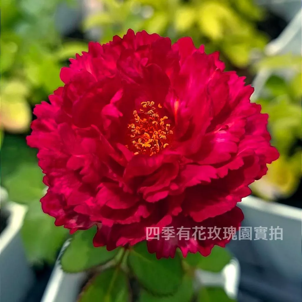 真彩 庭院豐花 整體耐熱 四大妖花 最好顧的 牡丹花型《四季有花玫瑰園》下單前請詳閱敘述 玫瑰苗 玫瑰盆栽