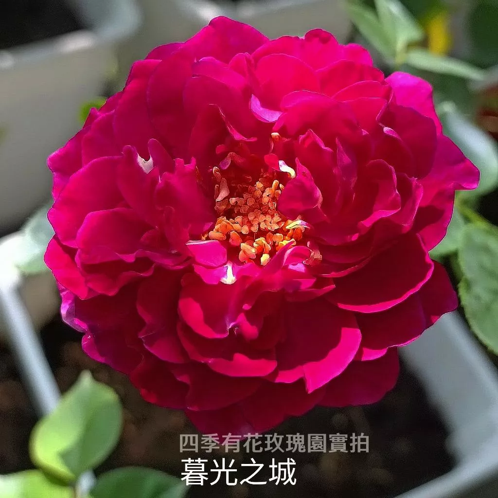 暮光之城 庭院大花 強香 牡丹花型《四季有花玫瑰園》下單前請詳閱敘述 玫瑰苗 玫瑰盆栽