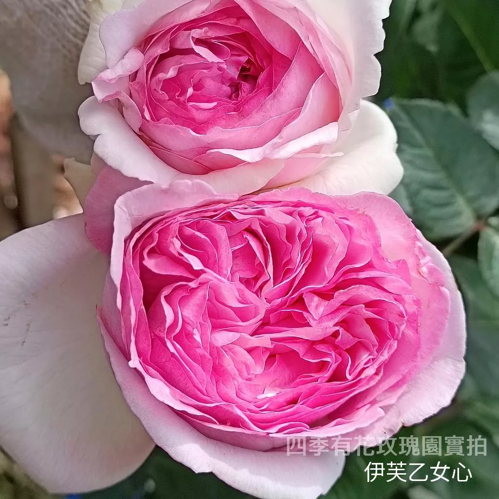 伊芙乙女心 庭院大花 強香 伊芙系列裡較耐熱《四季有花玫瑰園》下單前請詳閱敘述 玫瑰苗 玫瑰盆栽