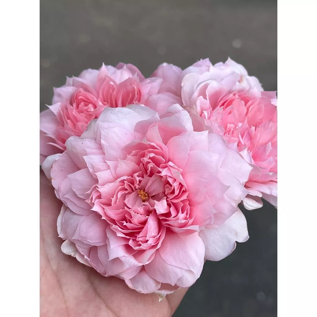 美麗的少女 庭院大花 強香 整體耐熱 花瓣有尖尖《四季有花玫瑰園》下單前請詳閱敘述 玫瑰苗 玫瑰盆栽