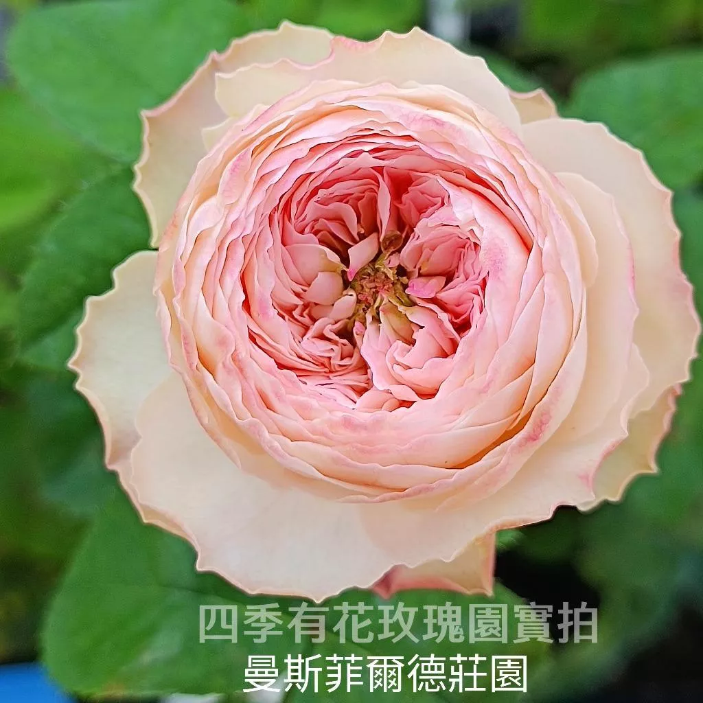 曼斯菲爾德公園 Mansfield Park 瓶插切花 花期長《四季有花玫瑰園》下單前請詳閱敘述 玫瑰苗 玫瑰盆栽