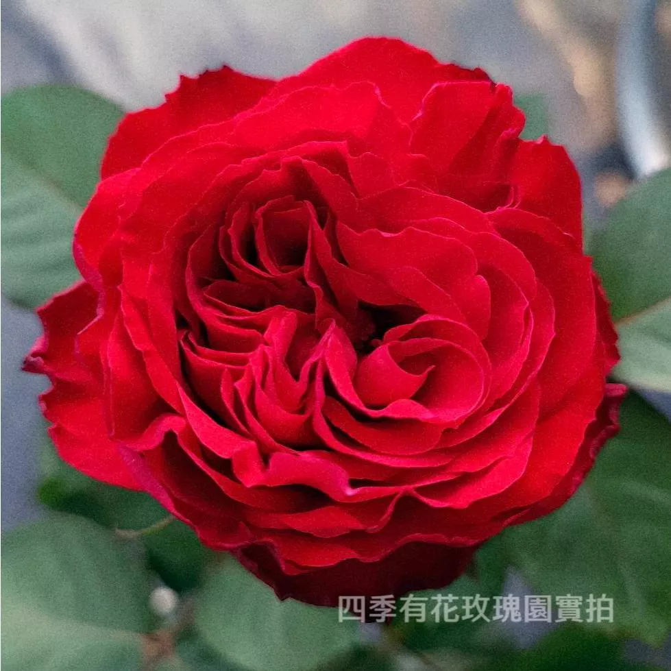 茶花女 庭院大花 瓶插切花 花瓣硬挺 暗紅色《四季有花玫瑰園》下單前請詳閱敘述 玫瑰苗 玫瑰盆栽