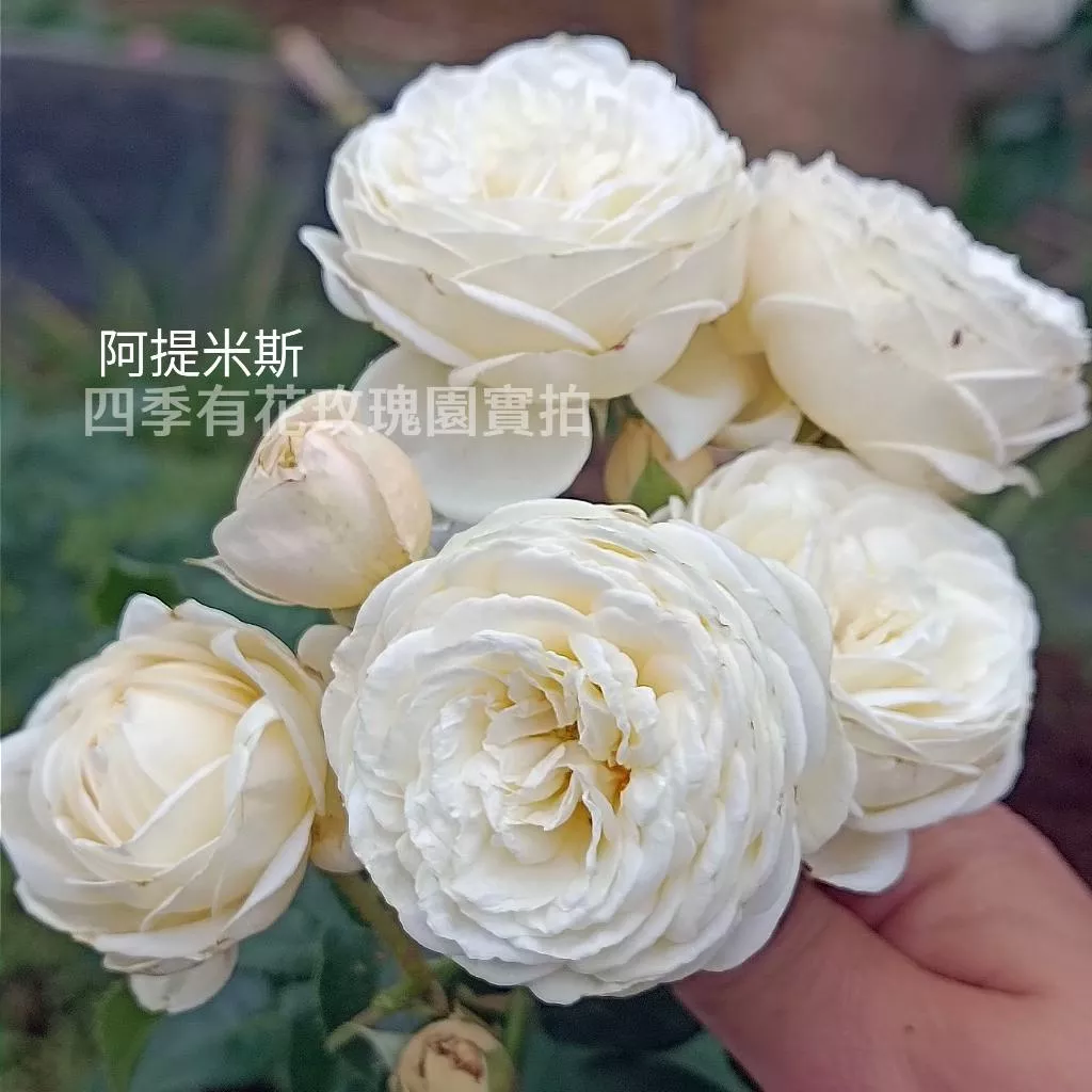 阿提米斯 小型蔓類 整體耐熱 多花齊開《四季有花玫瑰園》下單前請詳閱敘述 玫瑰苗 玫瑰盆栽