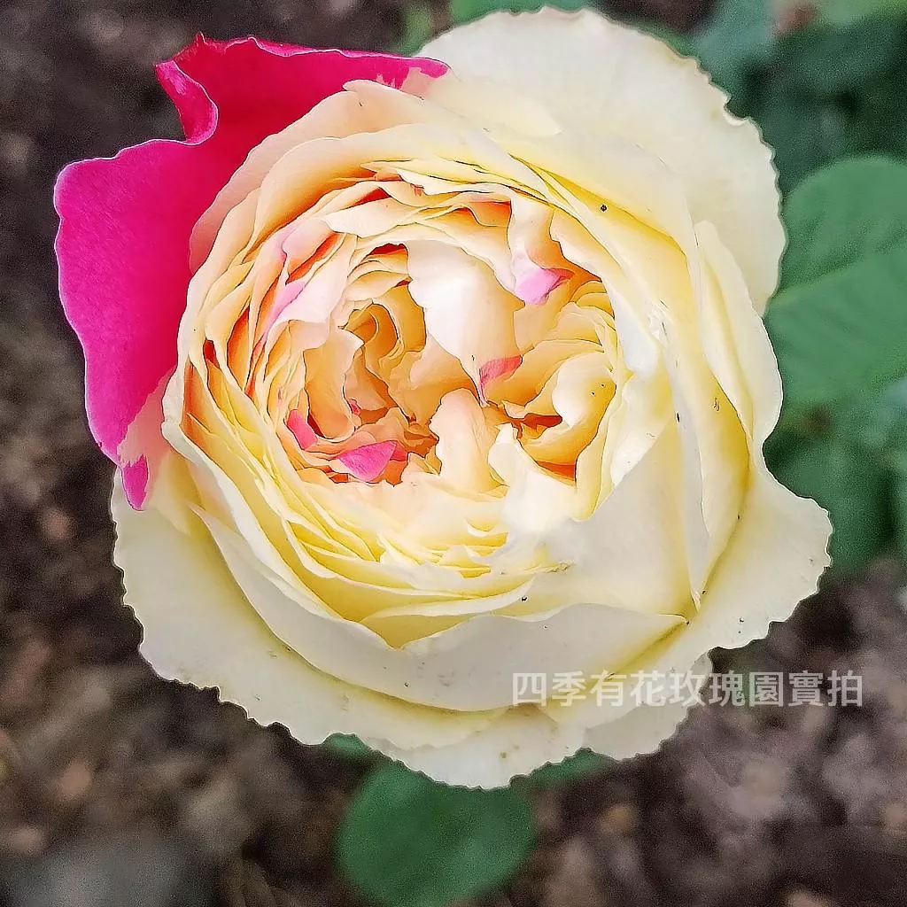 風月 不定期出斑 變化性大 種植難度高 友禪系列《四季有花玫瑰園》下單前請詳閱敘述 玫瑰苗 玫瑰盆栽