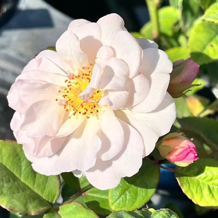 潘妮洛普 庭院豐花 小型蔓類 整體耐熱 開花一串《四季有花玫瑰園》下單前請詳閱敘述 玫瑰苗 玫瑰盆栽