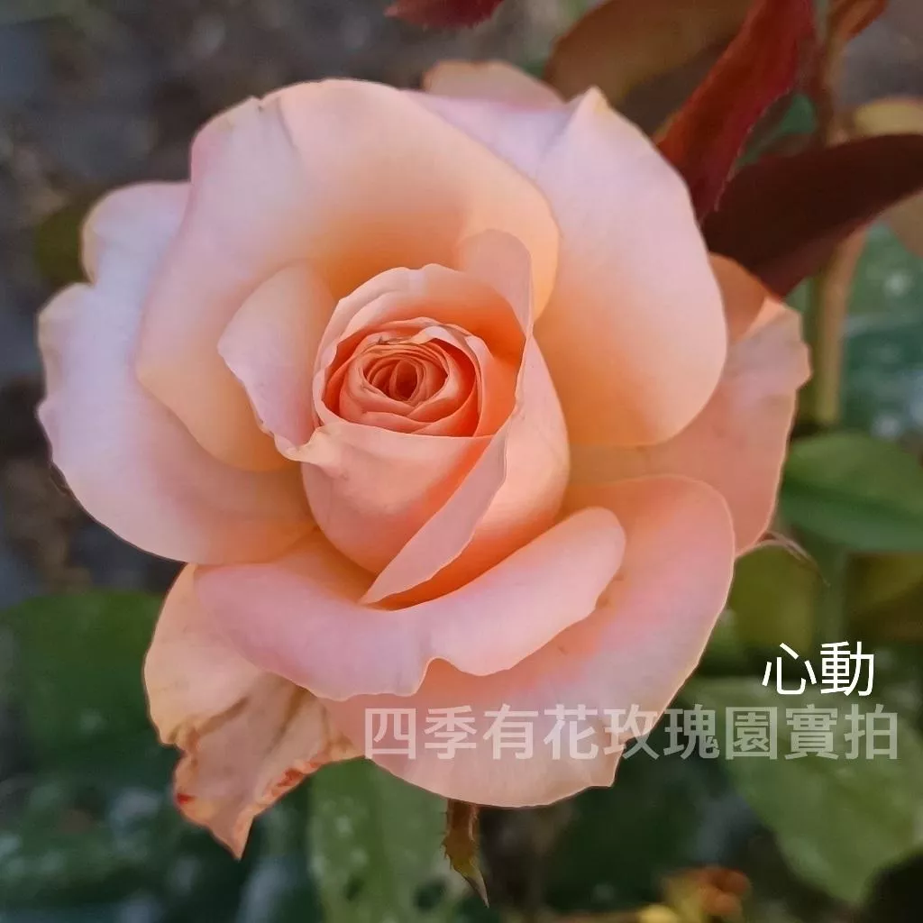 心動 Heartbeat 進口切花 瓶插切花 樣貌多變 花瓣微卷《四季有花玫瑰園》下單前請詳閱敘述 玫瑰苗 玫瑰盆栽