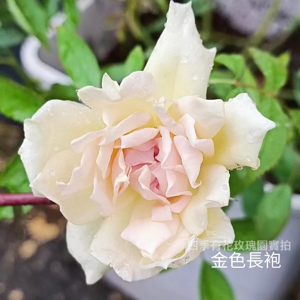 金色玫瑰長袍 小型蔓類 特殊雙色 金色感《四季有花玫瑰園》下單前請詳閱敘述 玫瑰苗 玫瑰盆栽