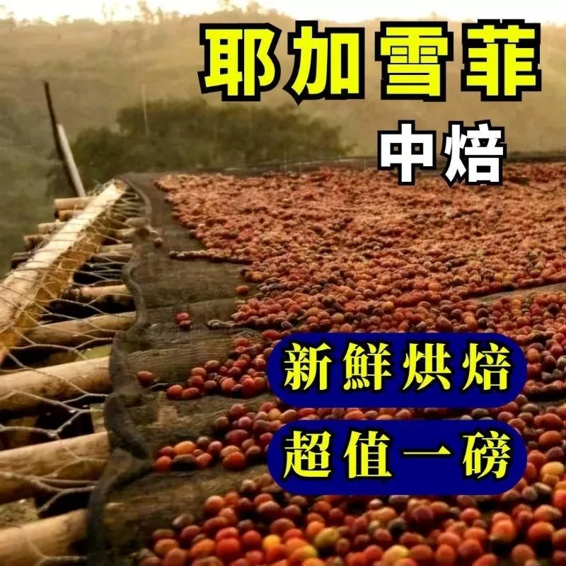 耶加雪菲 【中焙】【半磅/1磅裝】咖啡豆）