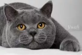 貓薄荷罐裝(250克)