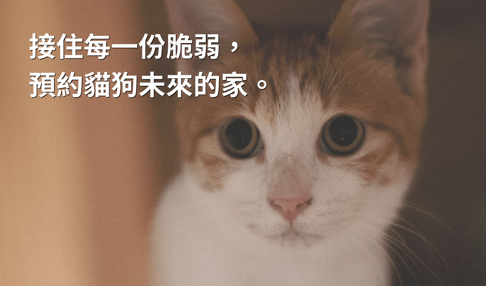 福立社 Fulipets 創立初衷：為什麼我們選擇接住脆弱的生命？
