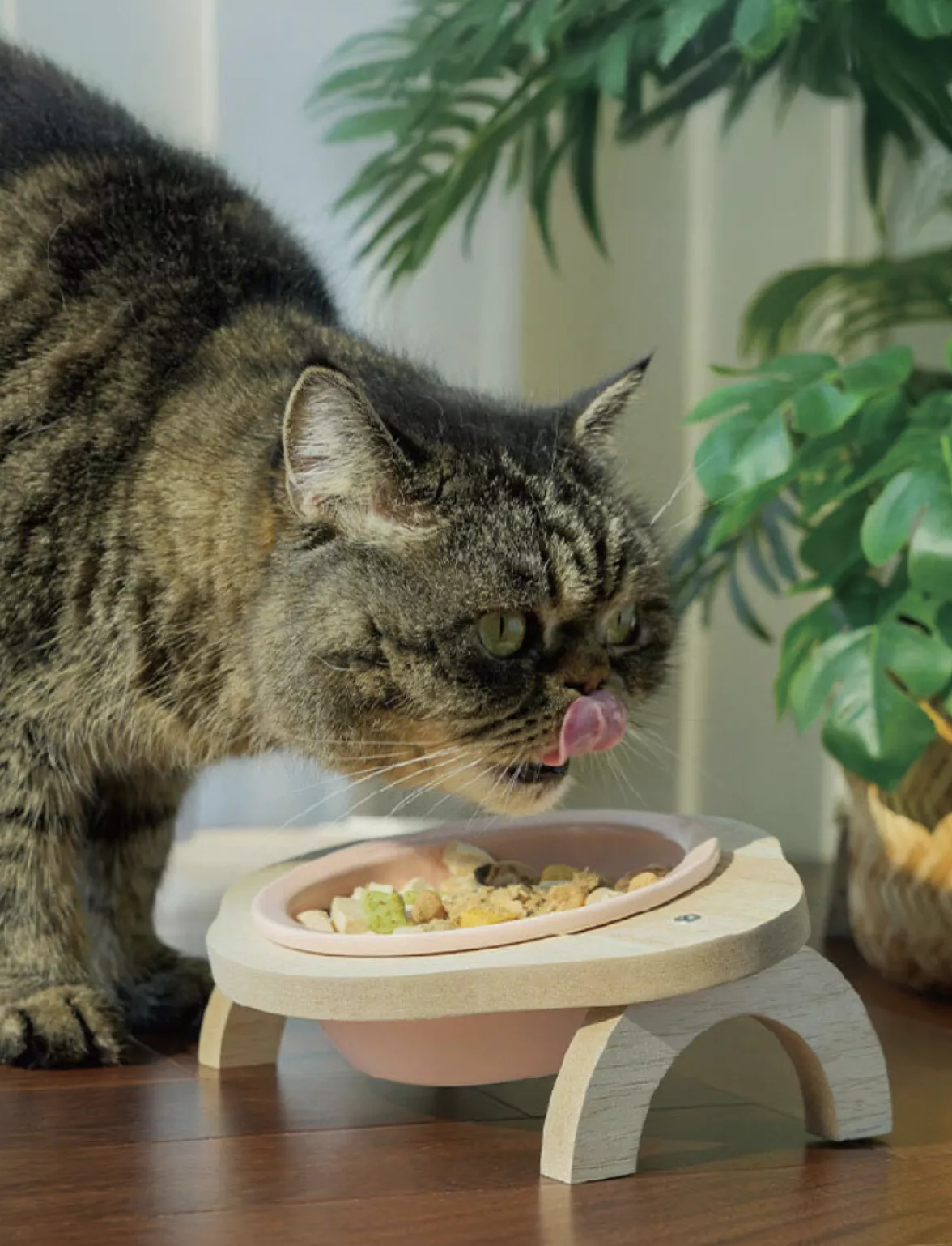 吃飯也要可可愛愛｜喵仙兒馬卡龍陶瓷碗架組_2026/03/16-04/15