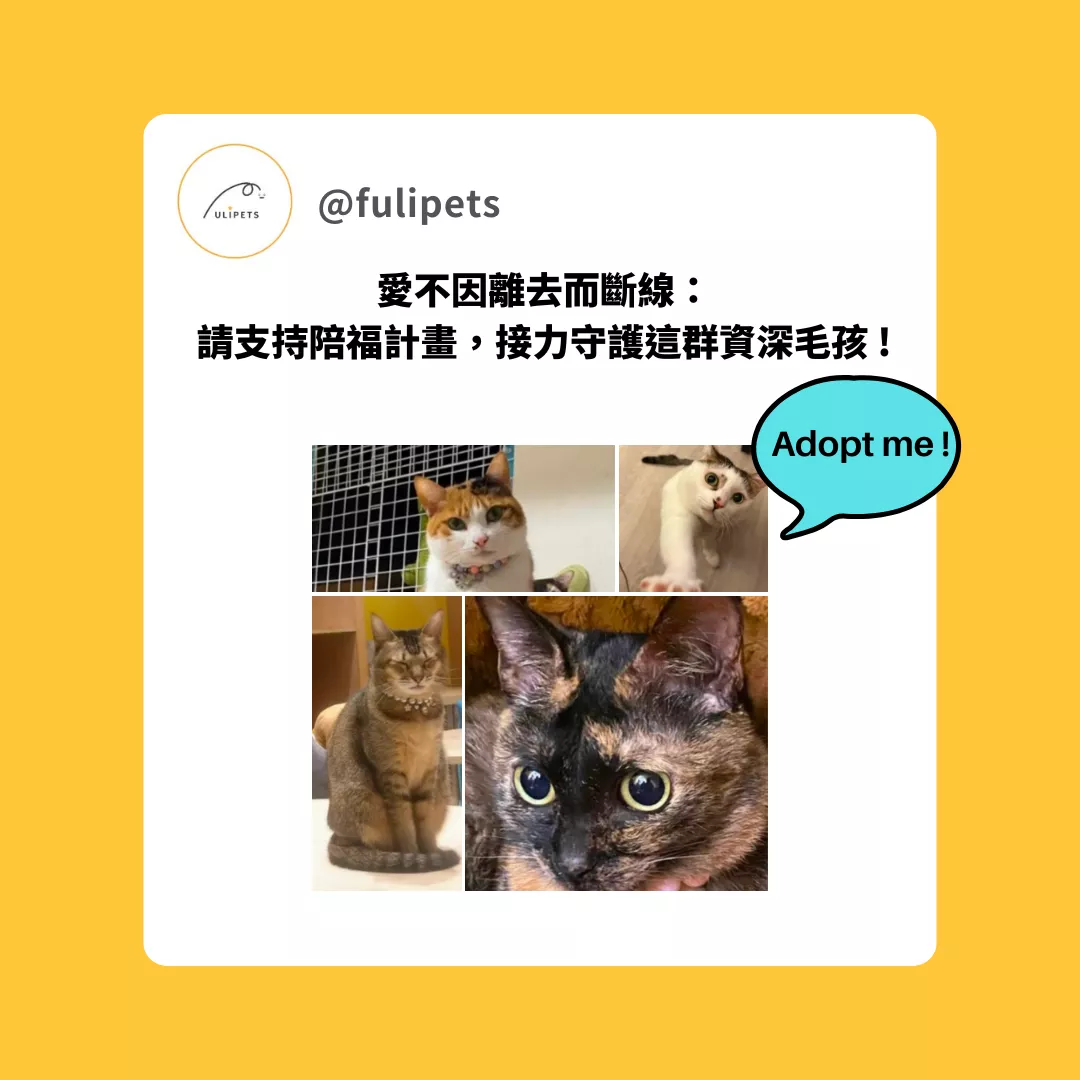 緊急安置四貓專案｜陪福計劃