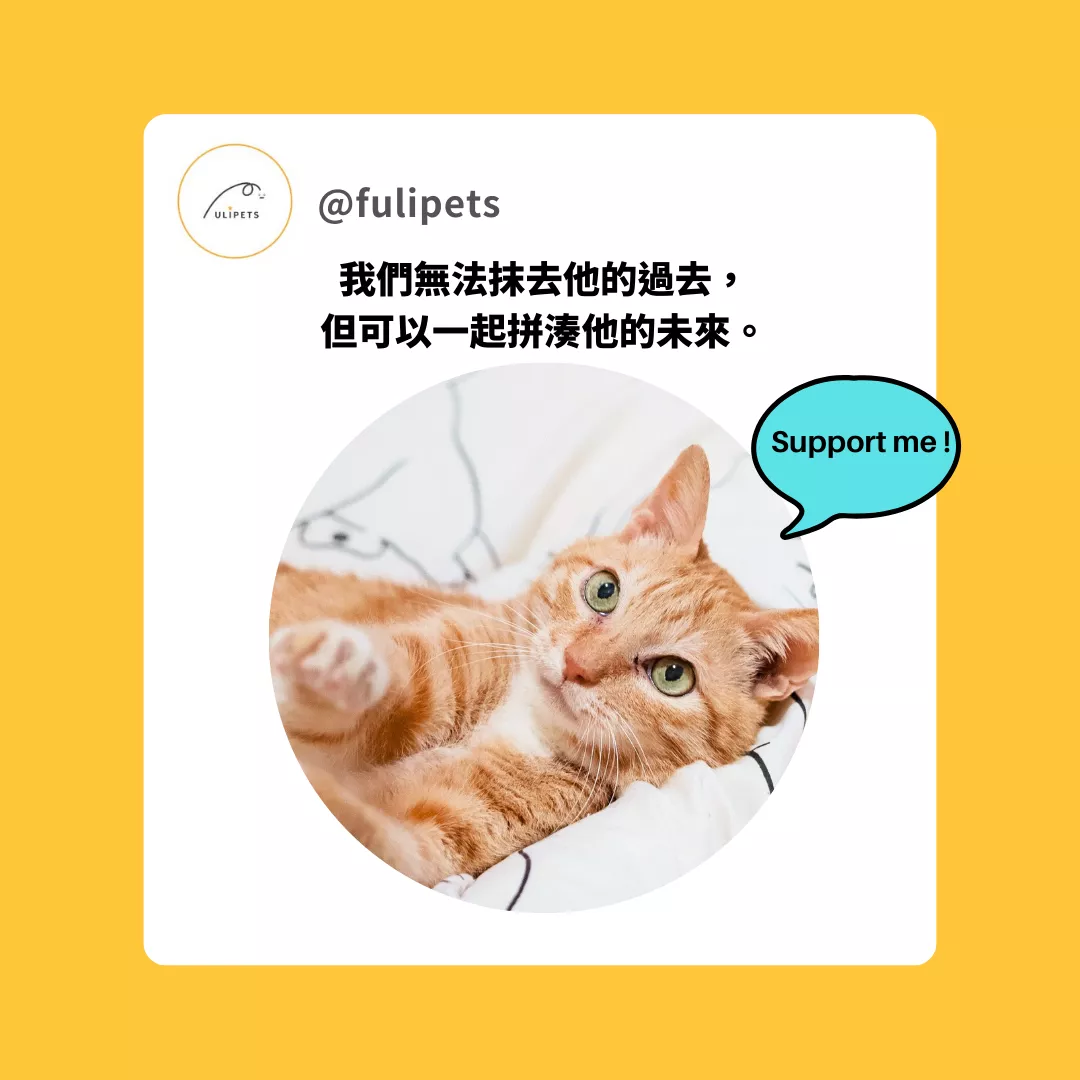 肚肚專案｜陪福計劃(終養)