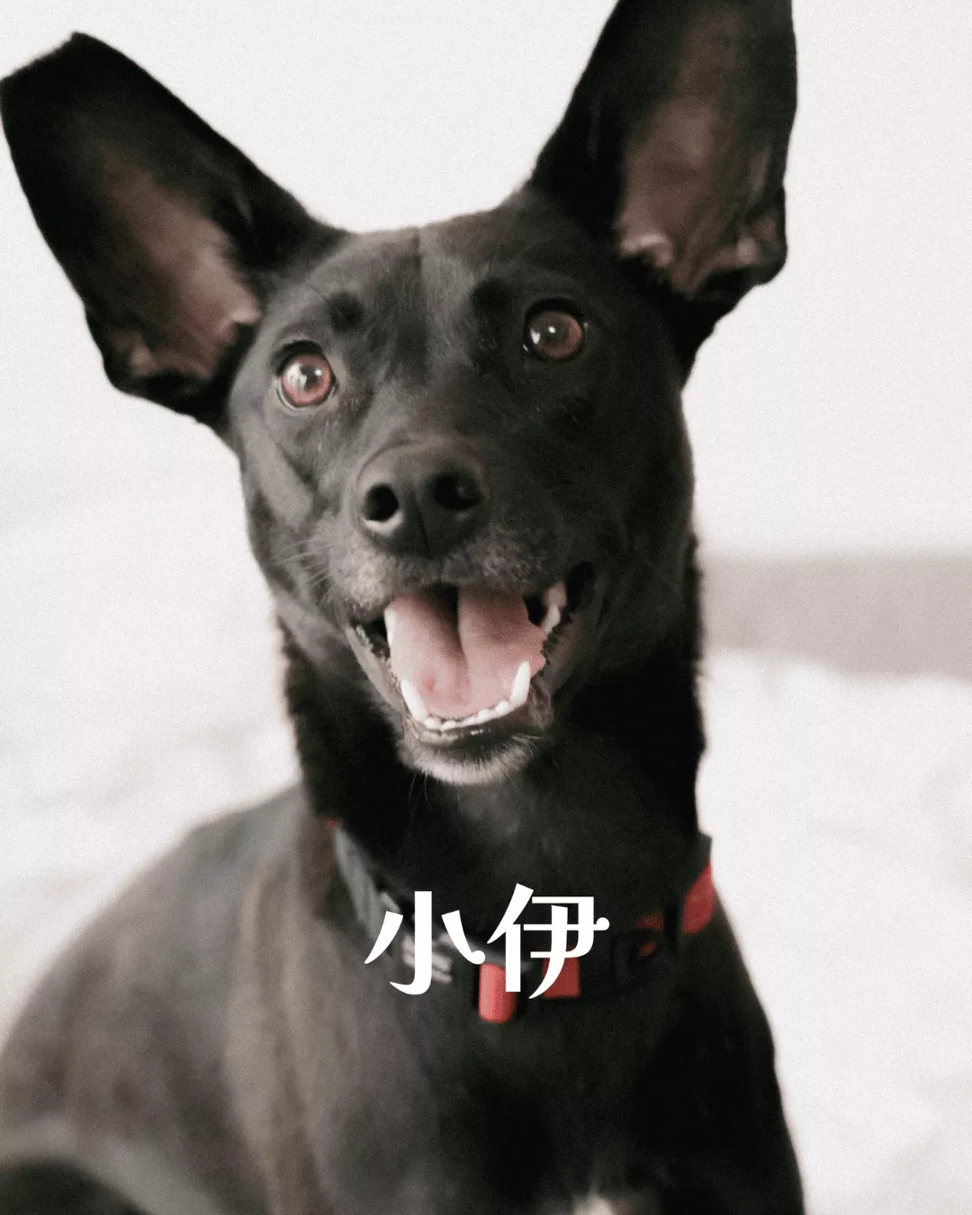 4月份送養中狗狗｜陪福計劃