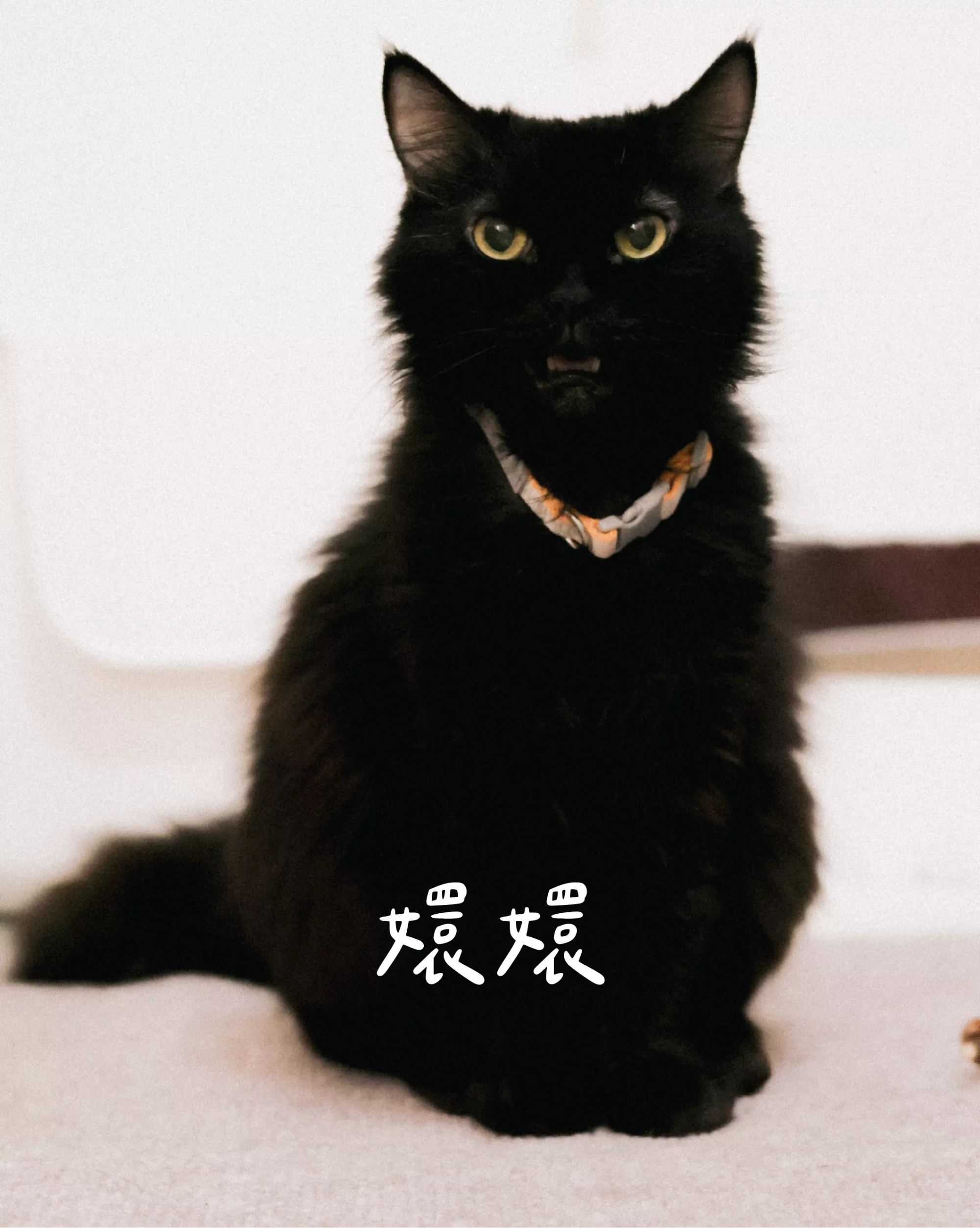 5月份送養中貓貓｜陪福計劃