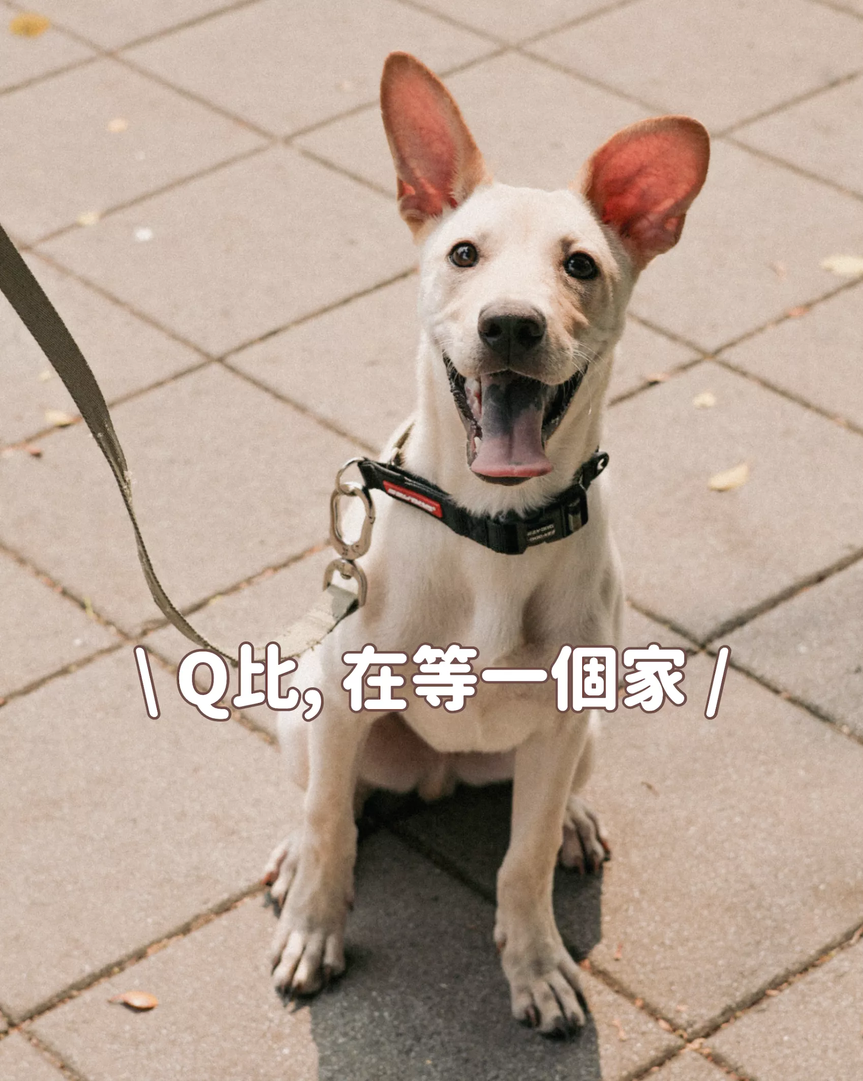 4月份送養中狗狗｜陪福計劃