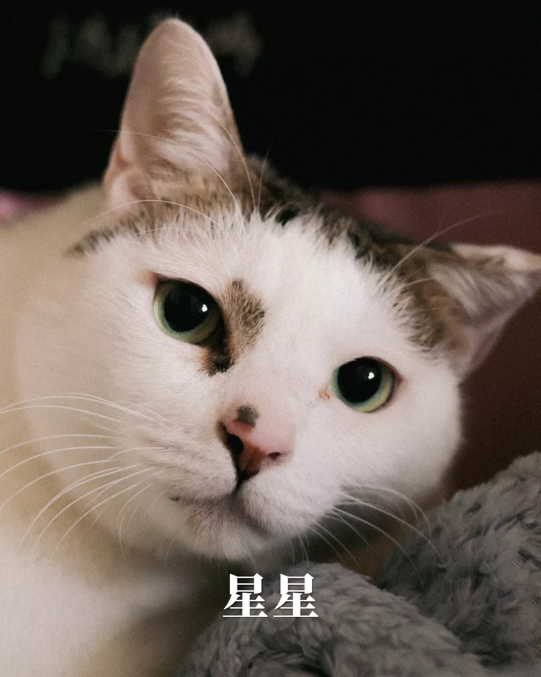 三貓養老院｜陪福計劃