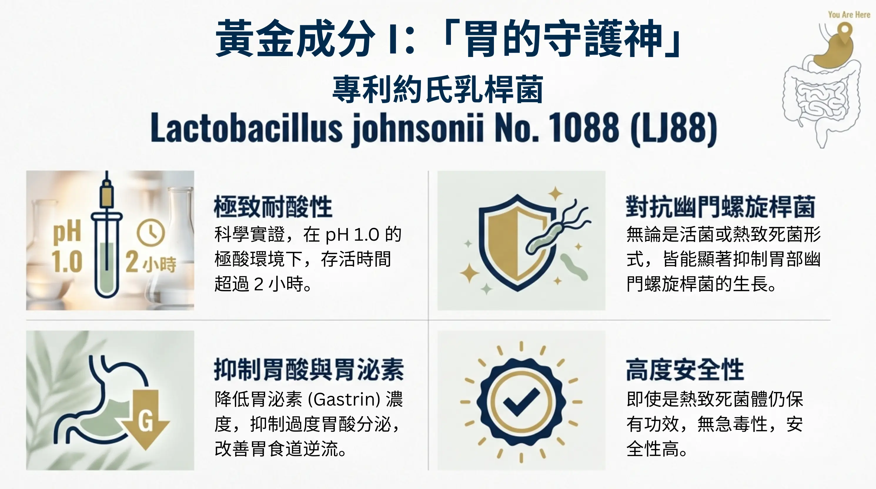 L&L 益生菌黃金成分：專利約氏乳桿菌 LJ88 ，具備極致耐酸性，科學實證能對抗幽門螺旋桿菌、調節胃酸分泌並改善胃食道逆流，全方位守護胃部健康。