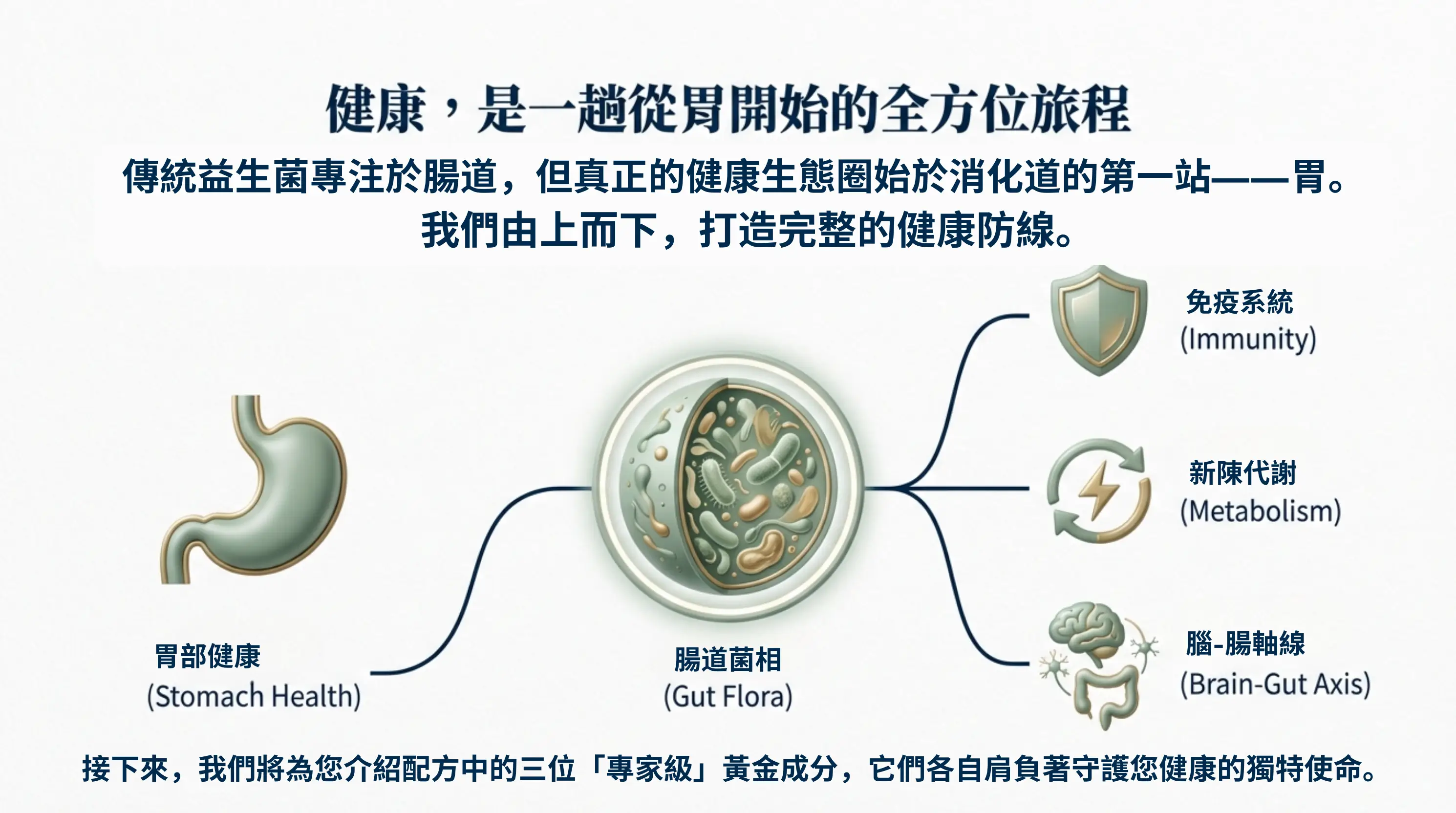 L&L 益生菌全方位健康旅程：從胃部健康開始，優化腸道菌相並延伸至守護免疫系統、新陳代謝與腦腸軸線，打造由上而下的完整消化道健康防線。