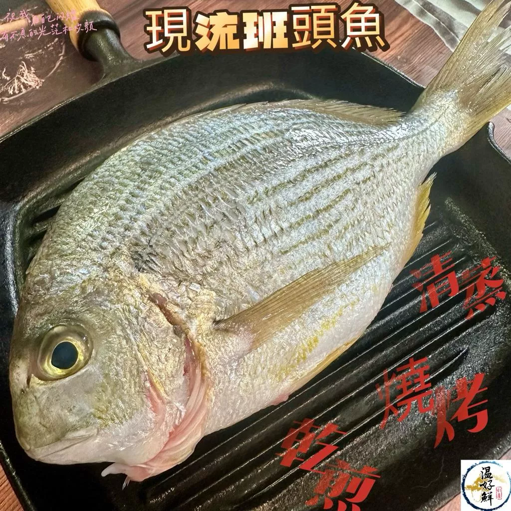 現流班頭魚