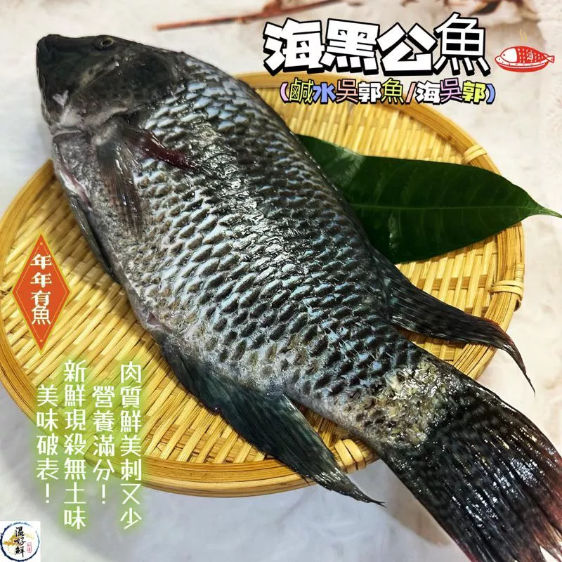 海黑公魚(鹹水吳郭魚/海吳郭)