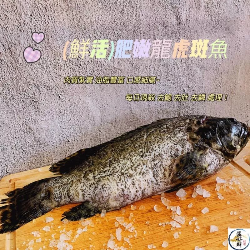 龍虎斑魚
