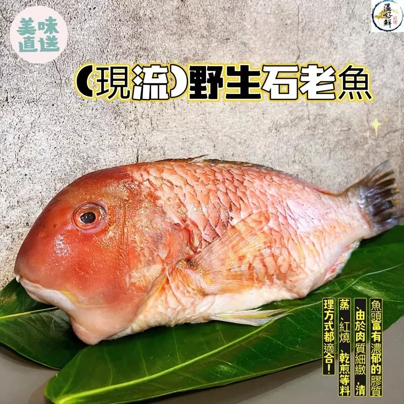 (現流仔)野生石老魚