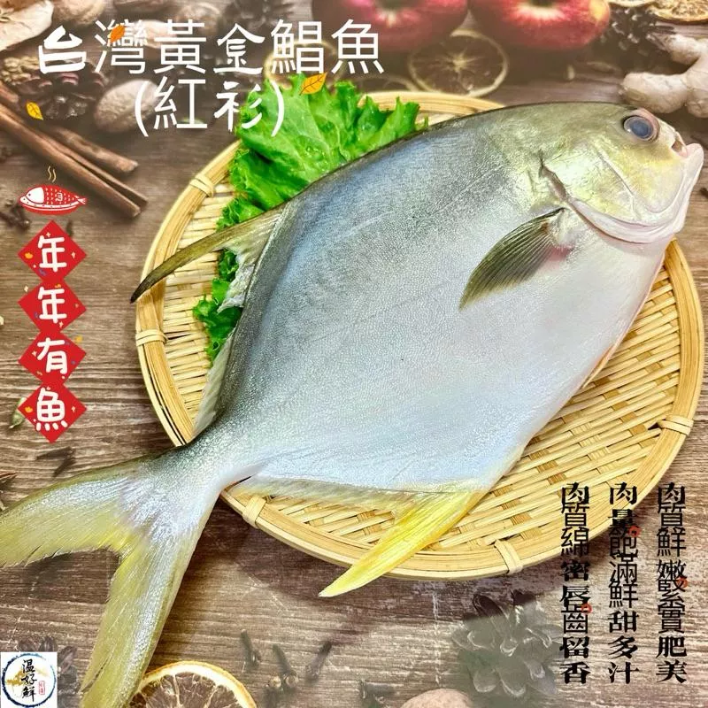 台灣黃金鯧魚（550g~600g大隻)
