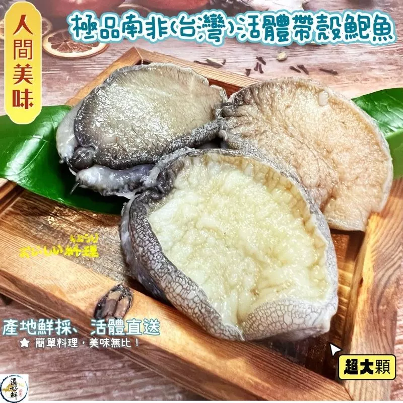 極品南非帶殼活鮑魚